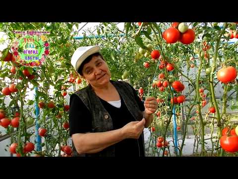 , title : 'С такой подвязкой помидоров урожай просто БОМБА. Как подвязать томаты в теплице БЫСТРО? Лайфхаки'