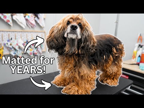You Won't Believe This Dog's Transformation!