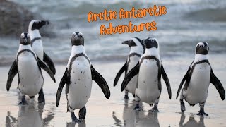 Frozen Frontiers Exploring the Arctic and Antarctic Wonders