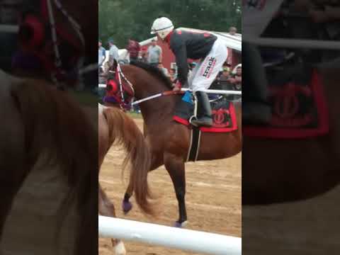 Campeon  D campeones  September 15 08 martillo  cuadra piedreros campeon