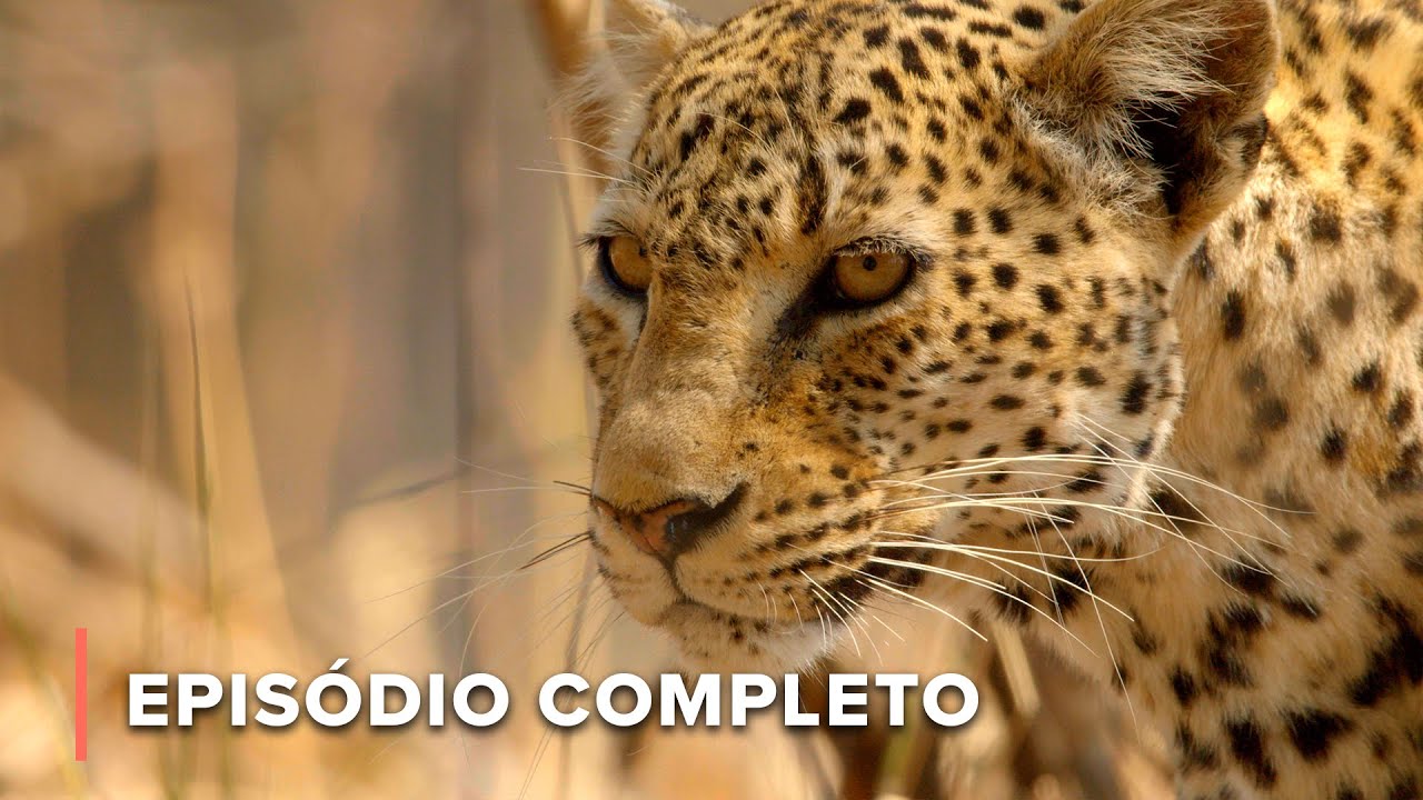 Velho Leopardo vs. Orgulho de Leão: Uma Luta pela Sobrevivência | Caçadores da África 101