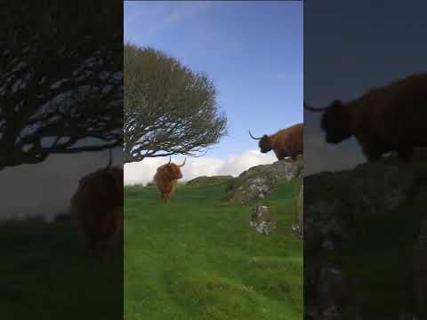 , title : 'Highland Cows in New Luce #shorts'