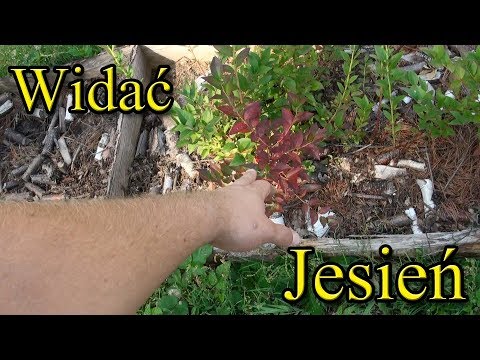 Ogrodowe pierdamony 24 - widać jesień