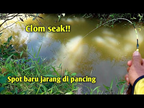 Mancing Ikan Wader di Sungai Kecil Spot Baru Sambaran Mantap!