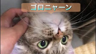 甘えて、ねっ転がるゆめちゃん🐱 You can sweeten you