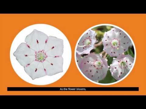 image-Why is the mountain laurel Connecticut state flower?