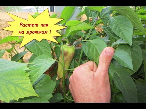 Вы не поверите! Рассада растет и плодоносит как в тропических джунглях.Прёт как на дрожжах.