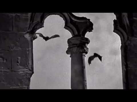 ༒ VAMPIREMAXXING ༒ silent