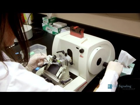 Immunohistochemistry Protocol for Paraffin embedded Tissue Sections