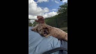 Video preview image #1 Shih Tzu Puppy For Sale in Weston, FL, USA