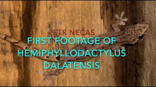 Hemiphyllodactylus dalatensis