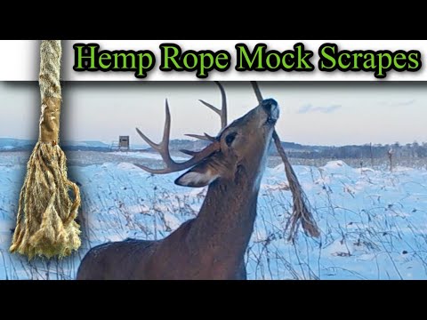 Hemp Rope Mock Scrape Setup! Influencing Deer Movement | HODAG HempScent Rope