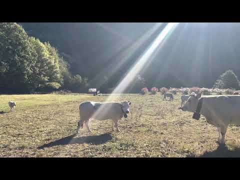 Muggito della mandria al pascolo San Damiano Macra