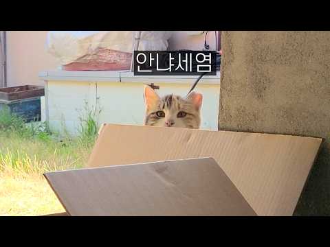 시골냥이가 나를 좋아하는 것 같다