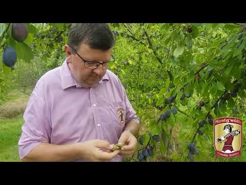 Unser Mostg'wölb-Obstgarten im Sommer
