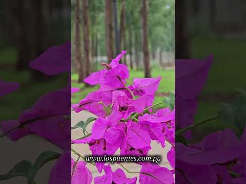 La naturaleza sirve de inspiración | Los Puentes Barrio Cerrado | Venta de lotes residenciales