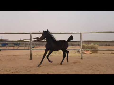 الخيل من خيالها