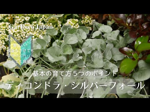 シルバー タンジー、シリア タンジー、シルバー レース、タナセタム ハラジャニー