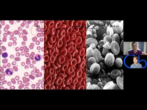 Microscopía 🔬