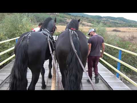 Friesienii lui Razvan de la Rusor, Hunedoara - 2019 Nou !!!