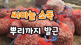 씨마늘 소독하면 좋은점! 이것 사용하면 뿌리 발근 골고루 빨리 올라오는 장점이