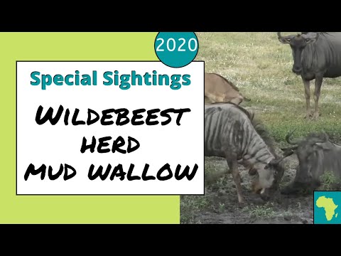 Wildebeest herd with babies enjoying a mud wallow