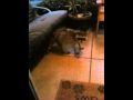 Raccoon knocks on our door 