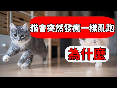 貓自己跑來