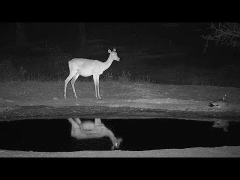 Djuma: Lone Impala male and female wants a drink - 11/02/19