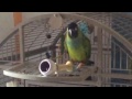 Nanday Conure Screaming