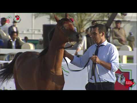 N 50 FAM BINT RASHEEM   UAE Nationals 2019