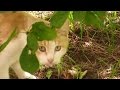 Cat Hisses At Me On The Street