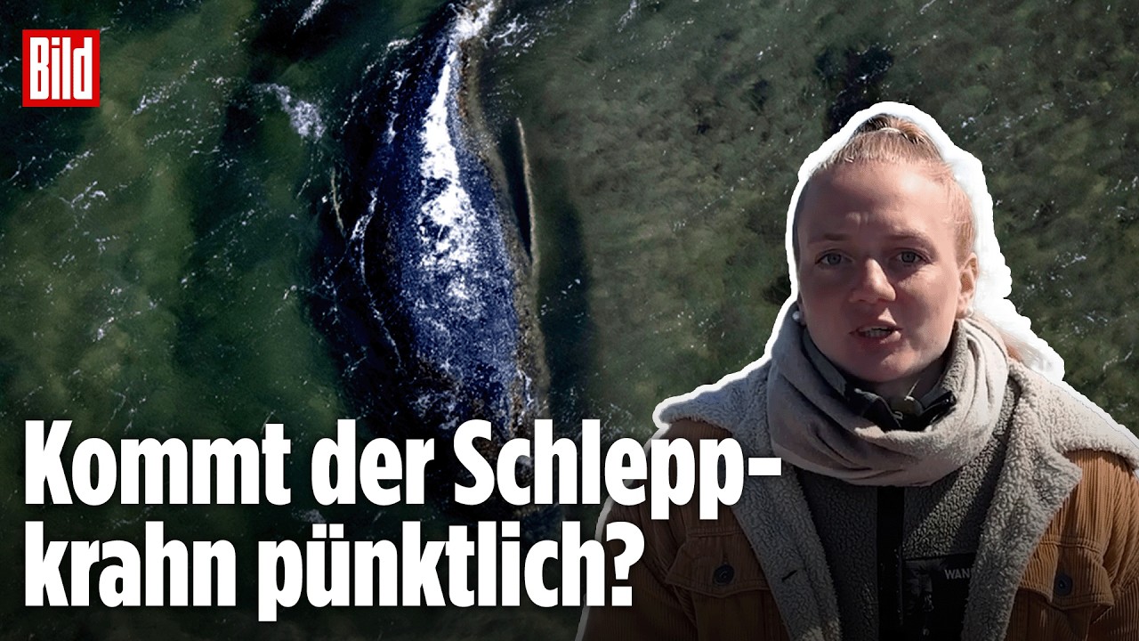 OSTSEE: Timmy-Rettung wird Rennen gegen die Zeit