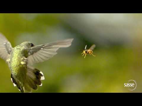 Hummingbird vs Wasp - all this in 0.3 seconds! #hummingbird #birdphotography #birds