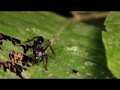 bullet ant or conga ant paraponera clavata one of the largest ants has a very painful sting worker