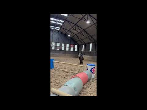 13'2 Connemara Pony - FANTASTIC PONY - Image 2