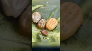 Ticks, the iconic parasites of nature. #ticks #animals