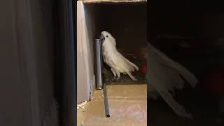 What a cockatoo does when he doesn&#39;t (or until he does) get his way