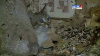 Квартира-свалка: Как в Перми расселяли «кошкин дом»