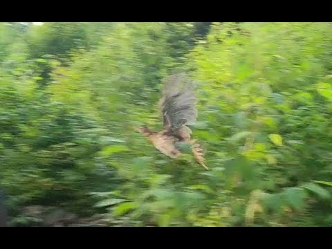 Grouse startled in the woods