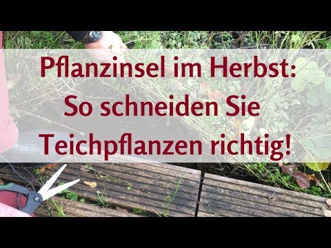 Schwimmende Pflanzinsel für Teich: Teichpflanzen im Herbst schneiden – so wird’s gemacht!