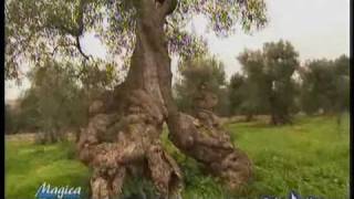 Masseria Brancati Ostuni (Magica Italia RAI UNO)
