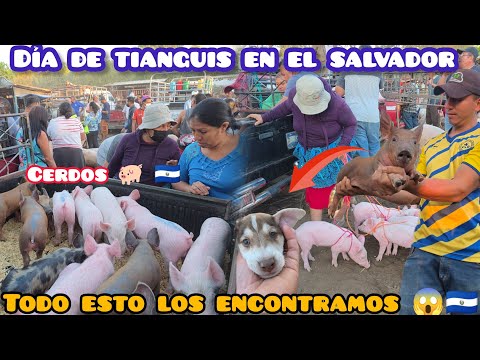 DIA DE TIANGUIS EN EL SALVADOR 🇸🇻  san Miguel 😱🐖 todo esto encontramos 