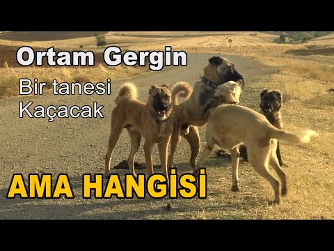 WHAT HAPPENED WHEN THE PACK OF DOGS MET?