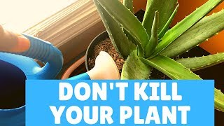 How I Water My Indoor Aloe Vera Plant | Aloe Vera Plant Watering Tips