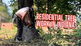 Residential Tree Work in Indiana | Part 2