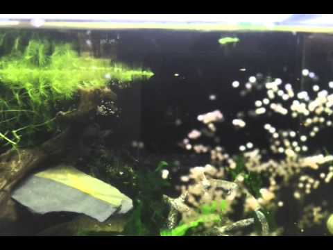 Puesta de huevos de coridoras