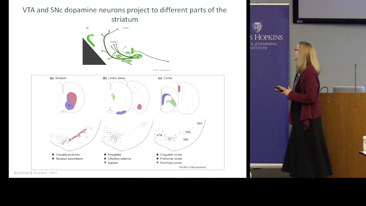 Patricia Janak - How Does Dopamine Mold Your Behavior?