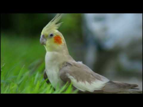 Calopsita Cantando Família Addams - [ASSOBIO CALOPSITA]