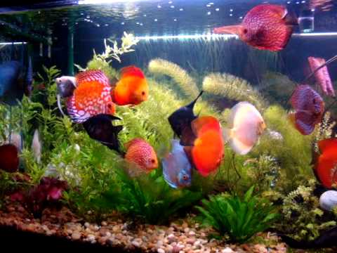 #1 Discus fish tank 1